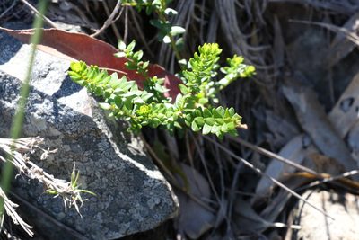 Leionema gracile, photographed by Greg Tasney