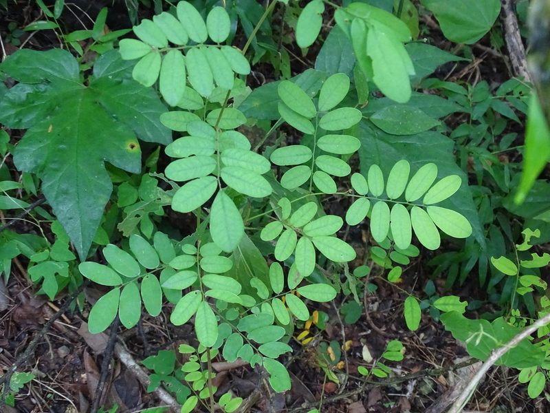 Machaerium riparium, photographed by Alexis López Hernández