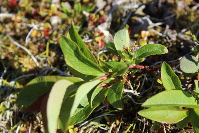 Salix phylicifolia, photographed by nina_nesterova