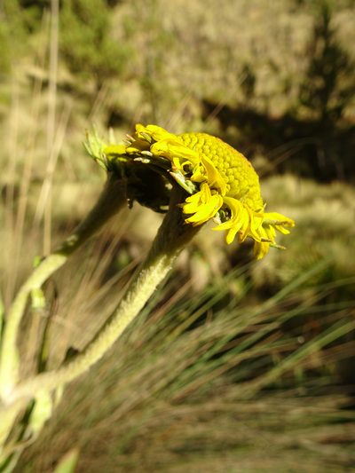 Hymenoxys integrifolia, photographed by Fabien Anthelme
