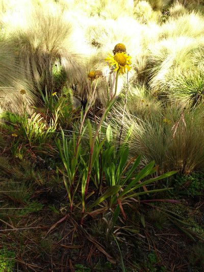 Hymenoxys integrifolia, photographed by Fabien Anthelme