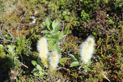 Salix recurvigemmata, photographed by nina_nesterova