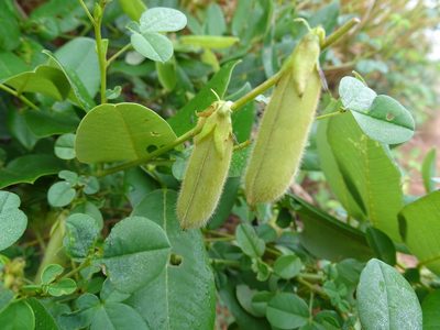 Crotalaria incana