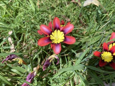 Sparaxis tricolor, photographed by Samuel Brown