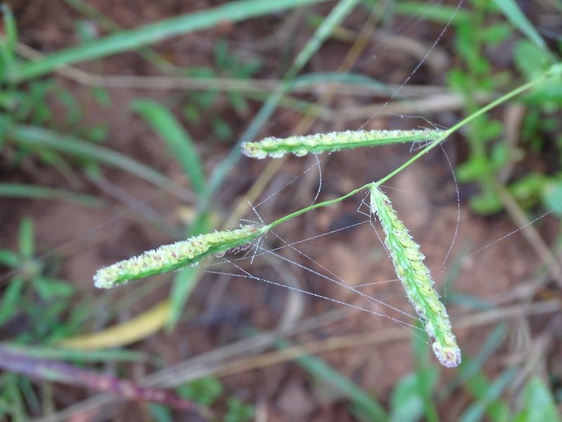 Paspalum fimbriatum, photographed by Alexis López Hernández