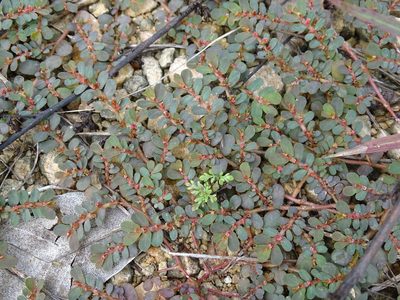 Euphorbia mendezii, photographed by Alexis López Hernández