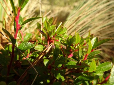 Vaccinium geminiflorum, photographed by Fabien Anthelme