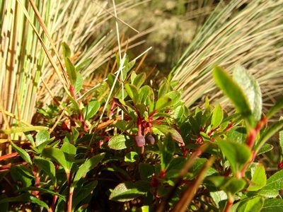 Vaccinium geminiflorum, photographed by Fabien Anthelme