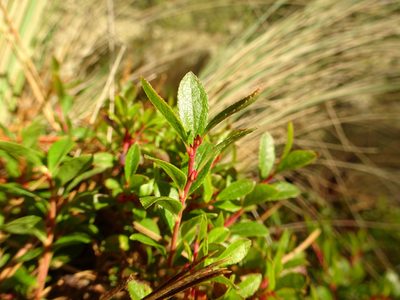 Vaccinium geminiflorum, photographed by Fabien Anthelme