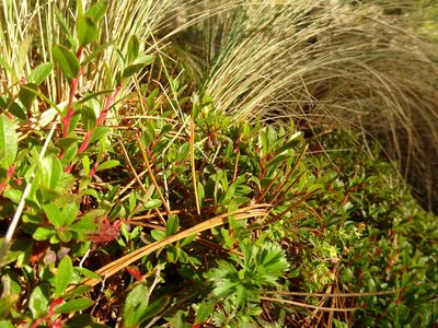 Vaccinium geminiflorum, photographed by Fabien Anthelme