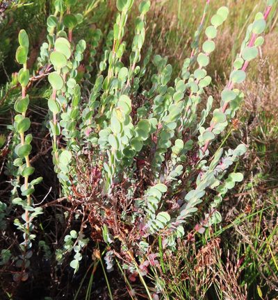 Cliffortia phyllanthoides, photographed by linkie