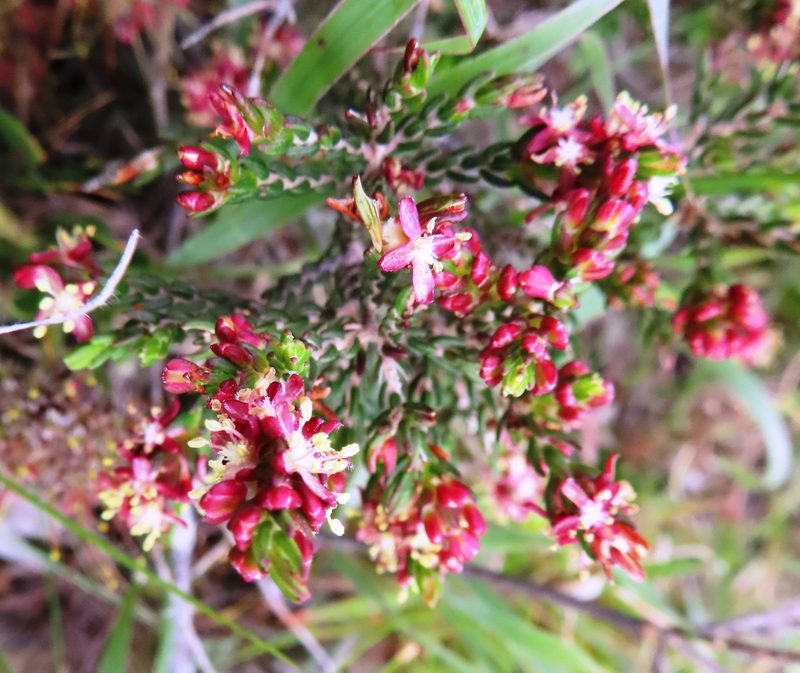Passerina rubra, photographed by linkie