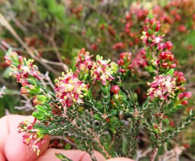 Passerina rubra, photographed by linkie