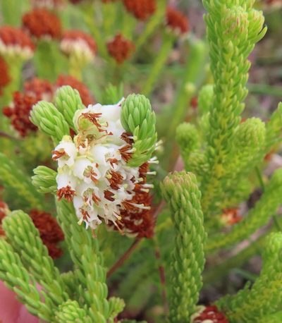 Erica bruniifolia, photographed by linkie