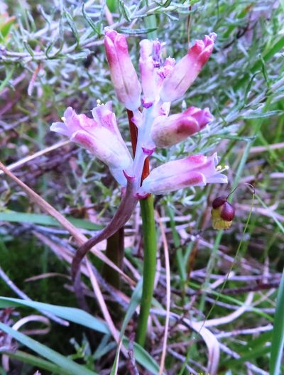 Lachenalia salteri, photographed by linkie