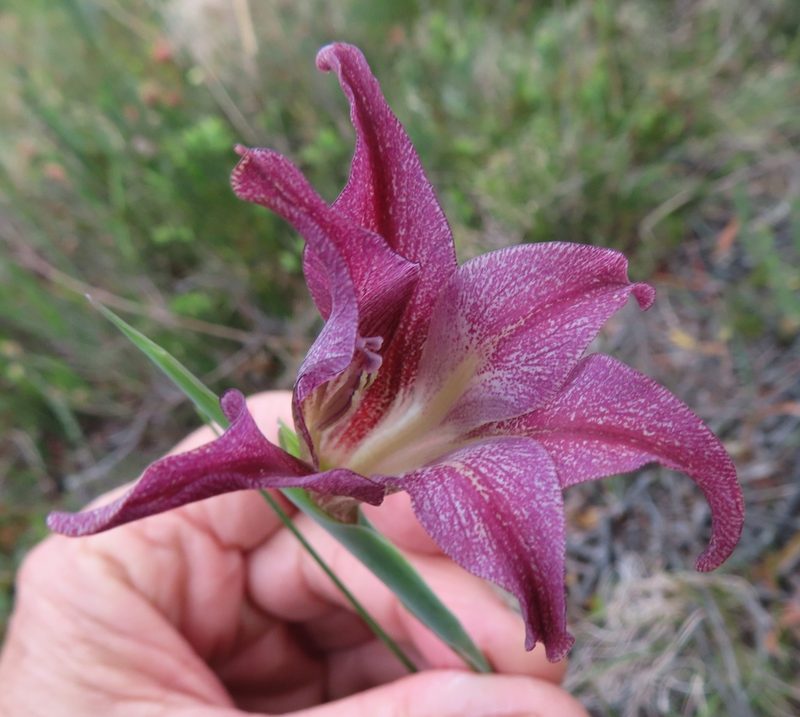 Gladiolus liliaceus, photographed by linkie
