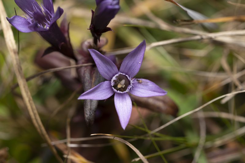 Gentianella germanica, photographed by Eleftherios Katsillis