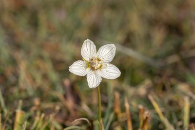 Parnassia palustris, photographed by Eleftherios Katsillis