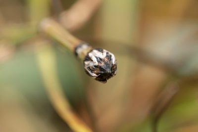 Equisetum variegatum, photographed by Eleftherios Katsillis