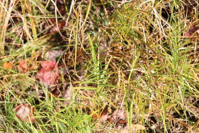 Dulichium arundinaceum, photographed by Steven Lamonde