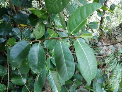 Ficus tinctoria, photographed by 五色鳥