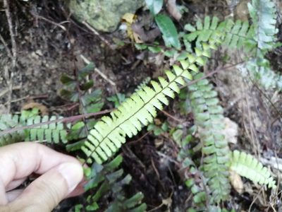Adiantum caudatum, photographed by 五色鳥