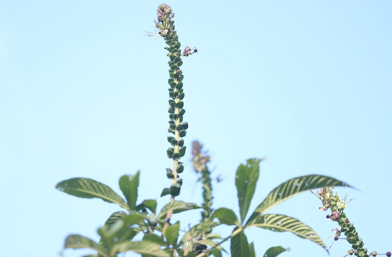Cleome anomala, photographed by Steven Bodzin