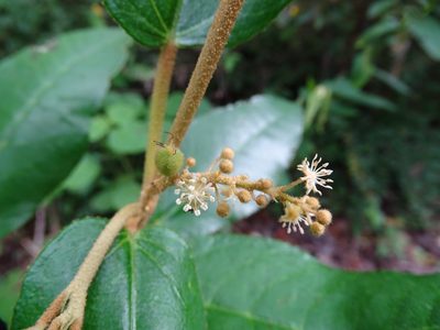 Croton peraeruginosus, photographed by Alexis López Hernández