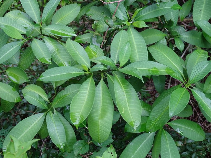 Tabernaemontana amygdalifolia, photographed by Alexis López Hernández
