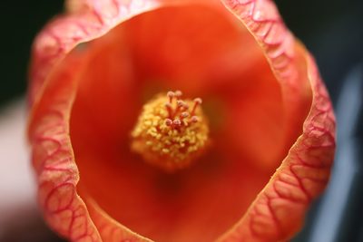 Callianthe picta, photographed by Steven Bodzin