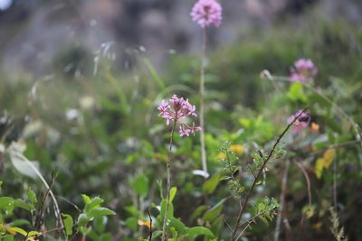 Epidendrum arachnoglossum, photographed by Steven Bodzin