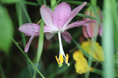 Passiflora tarminiana, photographed by Steven Bodzin