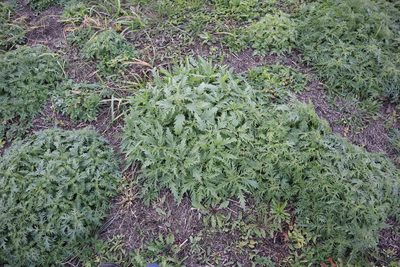 Urtica cannabina, photographed by Станислав Чуванов