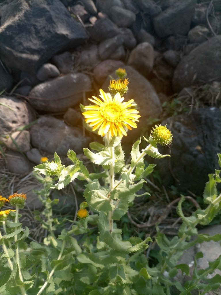Grindelia sublanuginosa, photographed by alejandrozab