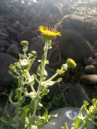 Grindelia sublanuginosa, photographed by alejandrozab
