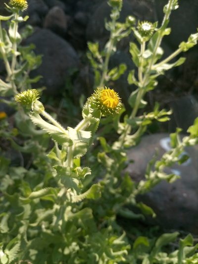 Grindelia sublanuginosa, photographed by alejandrozab