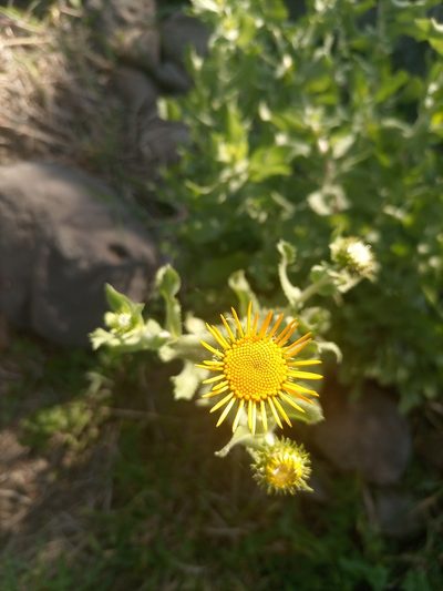 Grindelia sublanuginosa, photographed by alejandrozab