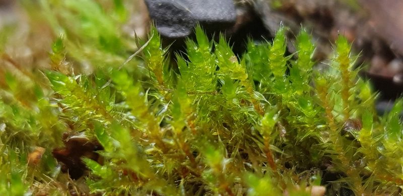 Gemmabryum gemmiferum, photographed by Helen Waterman
