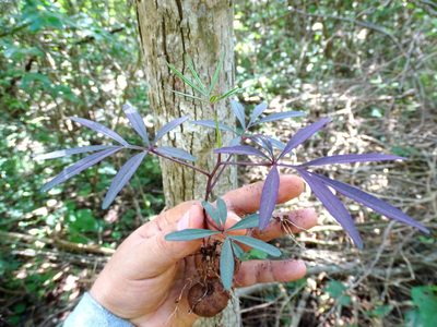 Ipomoea heterodoxa, photographed by Alexis López Hernández
