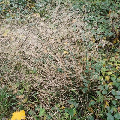 Deschampsia cespitosa, photographed by Quentin Groom