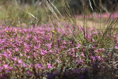 Stylidium dielsianum, photographed by Hugo Innes