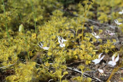 Drosera rupicola, photographed by Hugo Innes