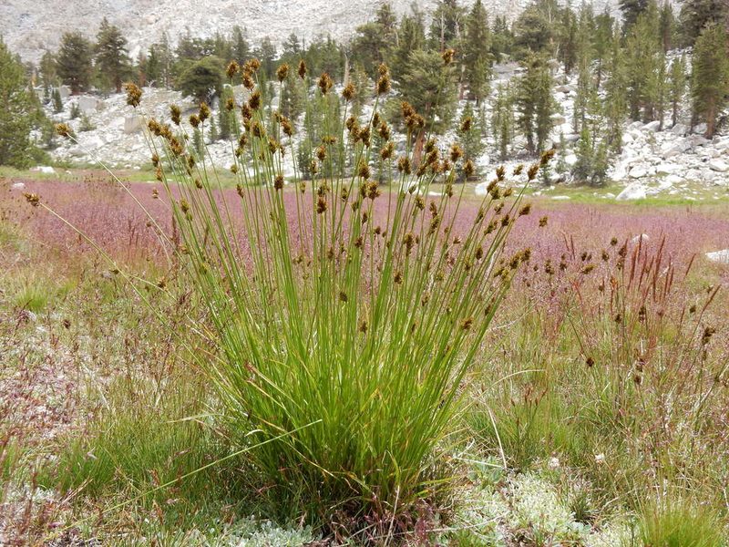 Carex abrupta, photographed by Matt Lavin