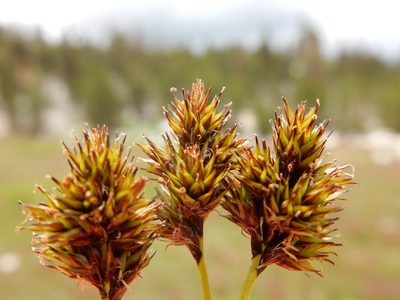 Carex abrupta, photographed by Matt Lavin