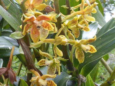 Prosthechea crassilabia, photographed by greenline