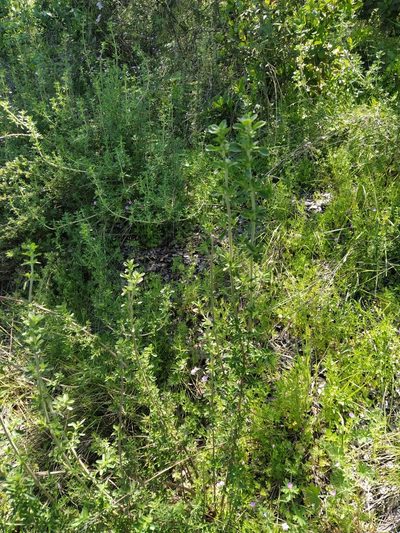Clinopodium chilense, photographed by Samuel Gonzalez Ariztia