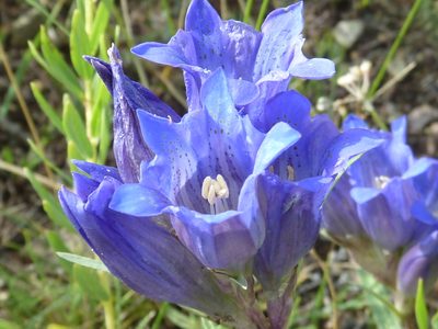Gentiana decumbens, photographed by Andreas Taeger