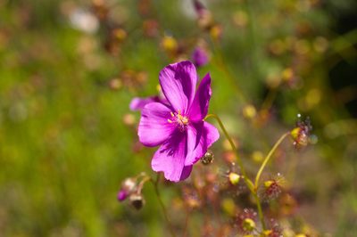 Drosera menziesii, photographed by Hugo Innes