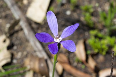Caladenia gemmata, photographed by Hugo Innes