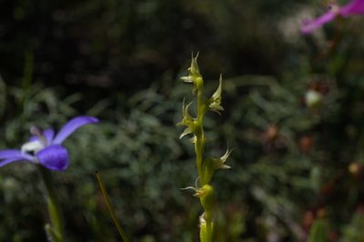 Prasophyllum gracile, photographed by Hugo Innes